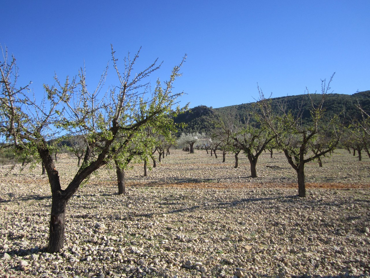 Se vende Terreno Rustico  en Costa Blanca, Alicante, España