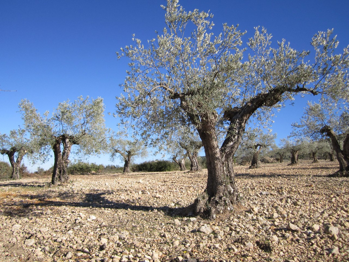 Se vende Terreno Rustico  en Costa Blanca, Alicante, España