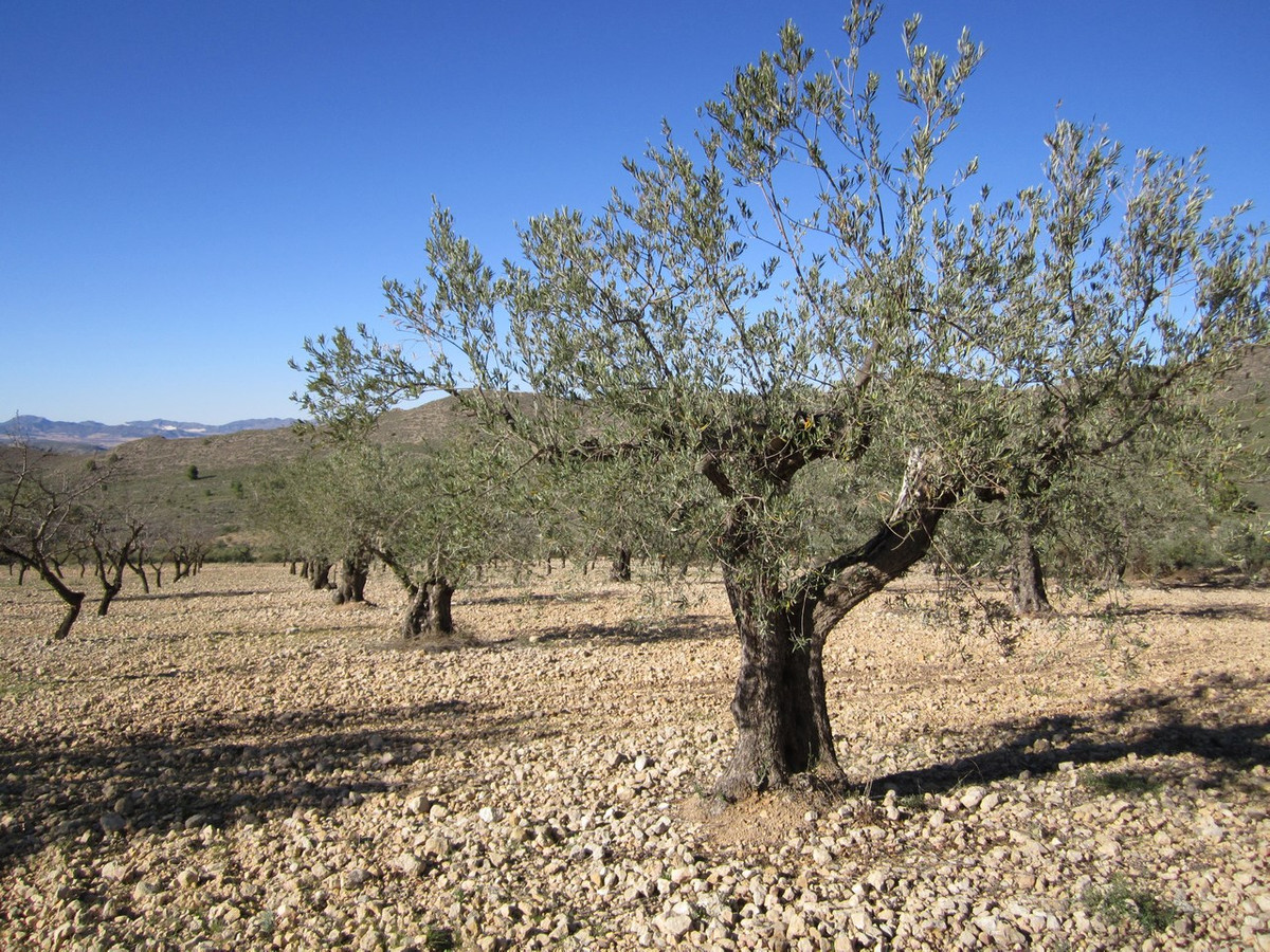Se vende Terreno Rustico  en Costa Blanca, Alicante, España