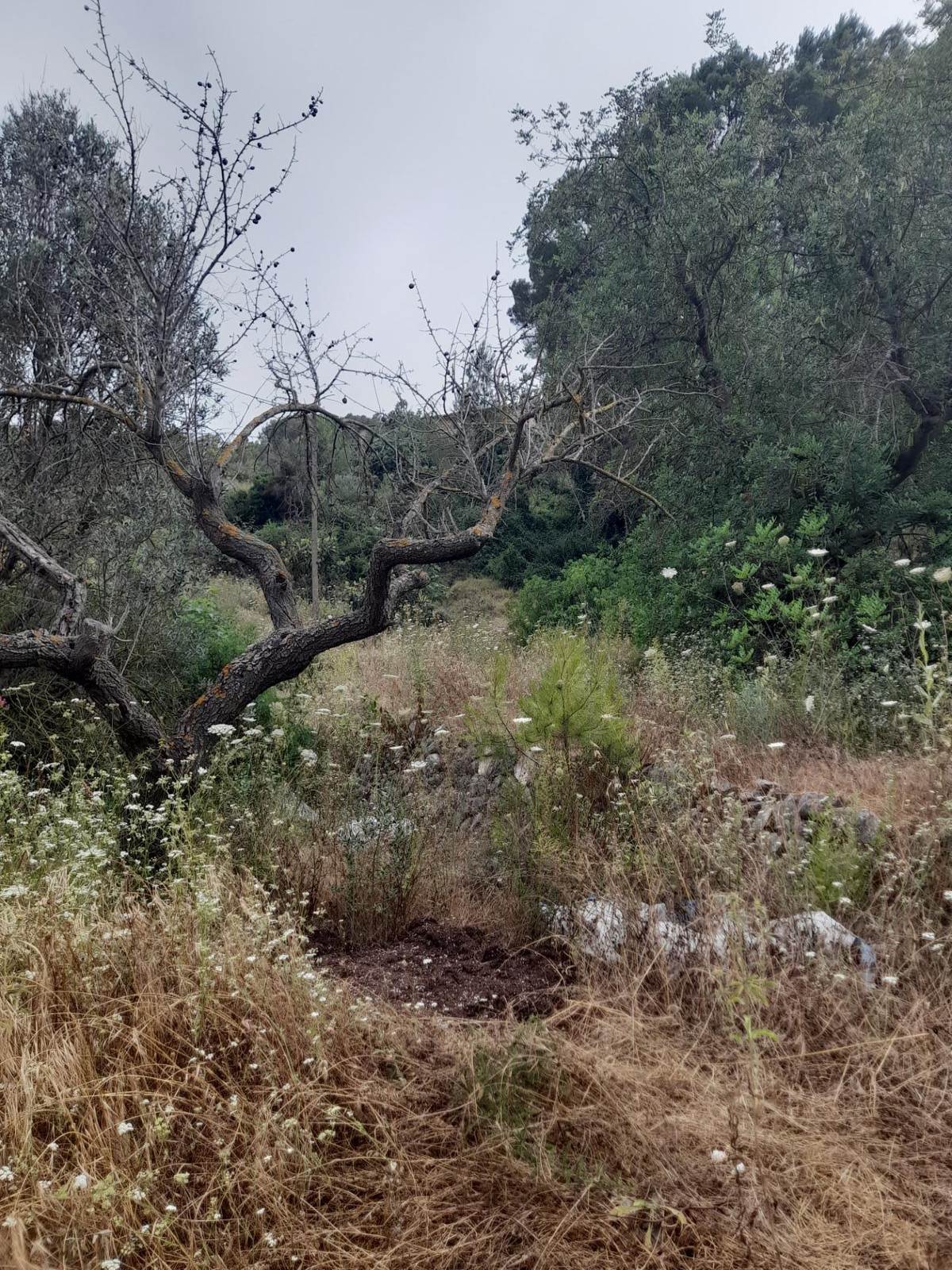 Se vende Terreno Rustico  en Costa Blanca, Alicante, España
