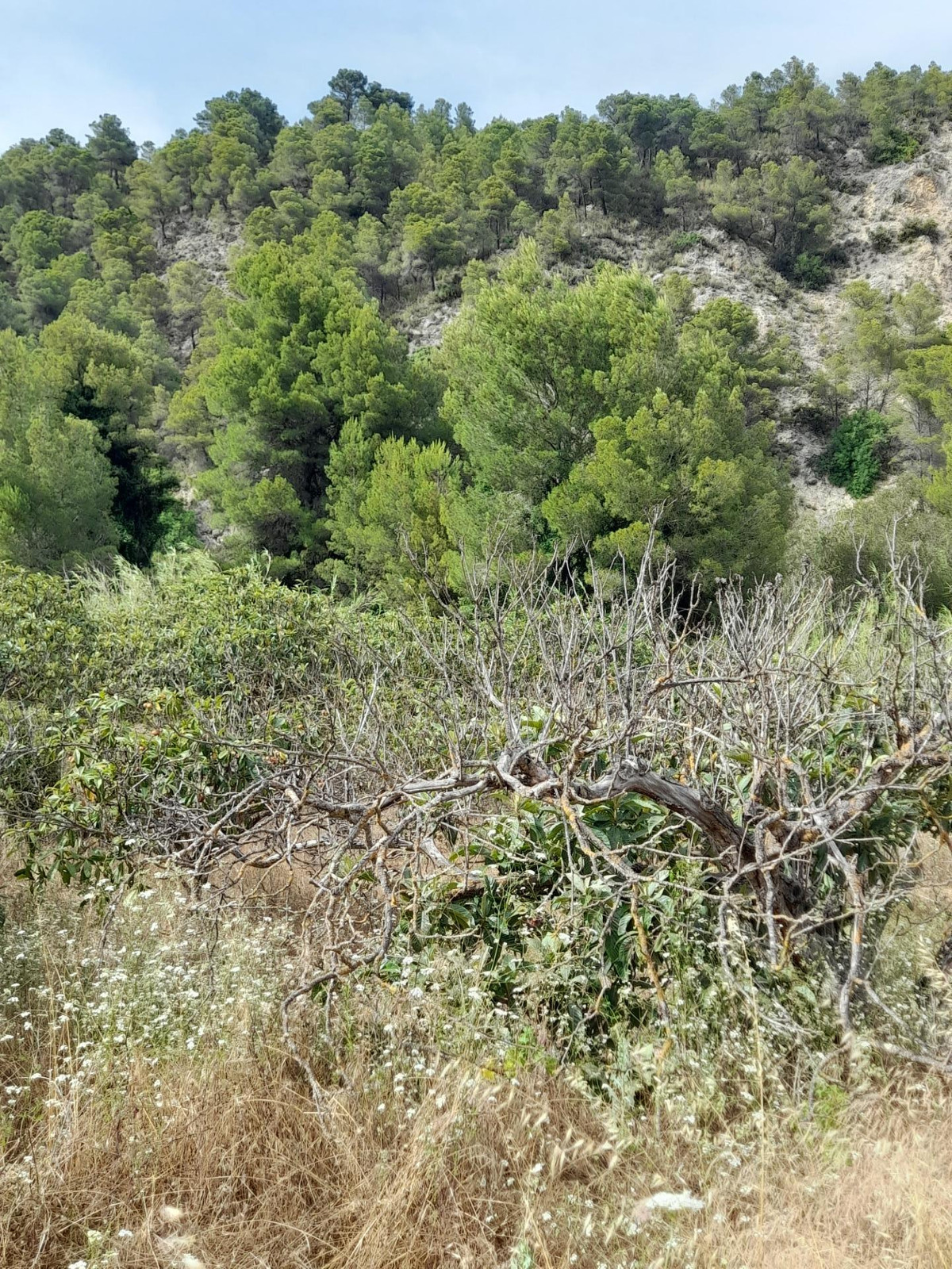 Se vende Terreno Rustico  en Costa Blanca, Alicante, España