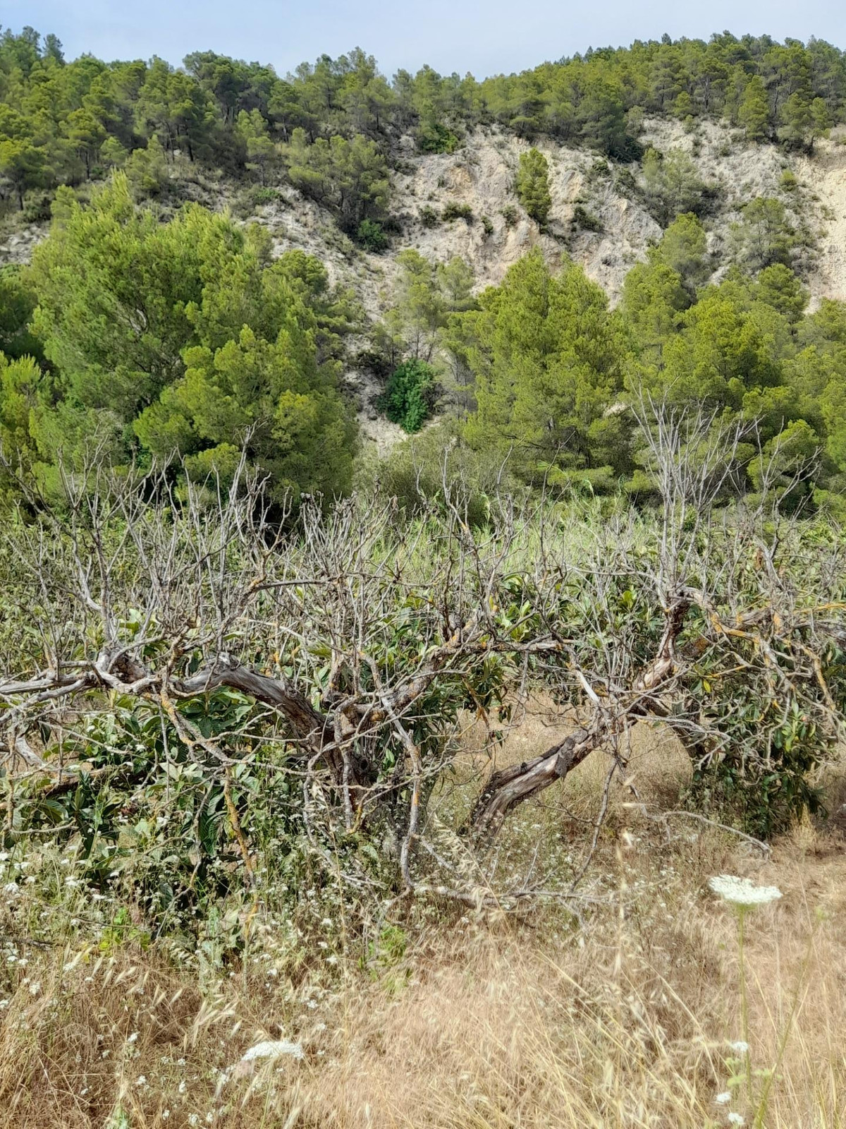Se vende Terreno Rustico  en Costa Blanca, Alicante, España