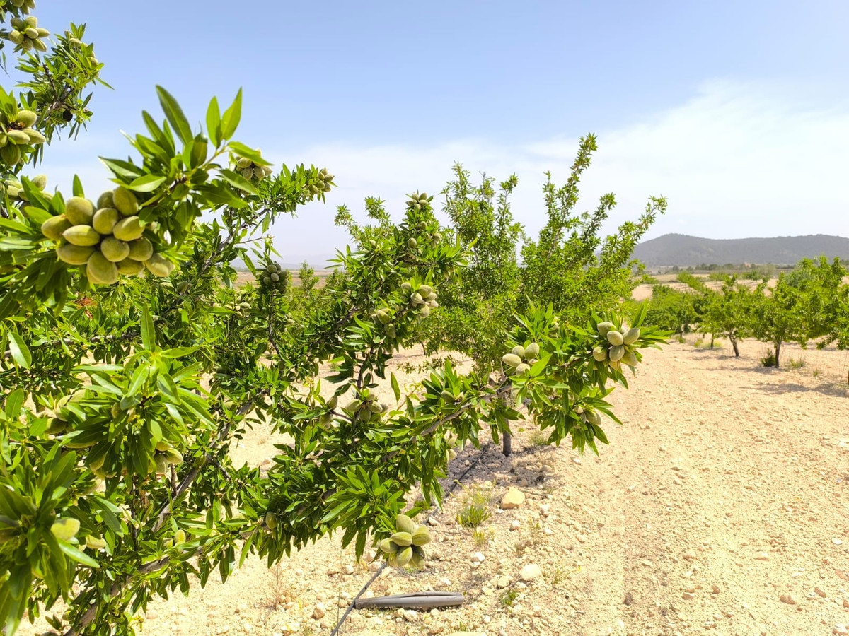 Se vende Terreno Rustico  en Costa Blanca, Alicante, España