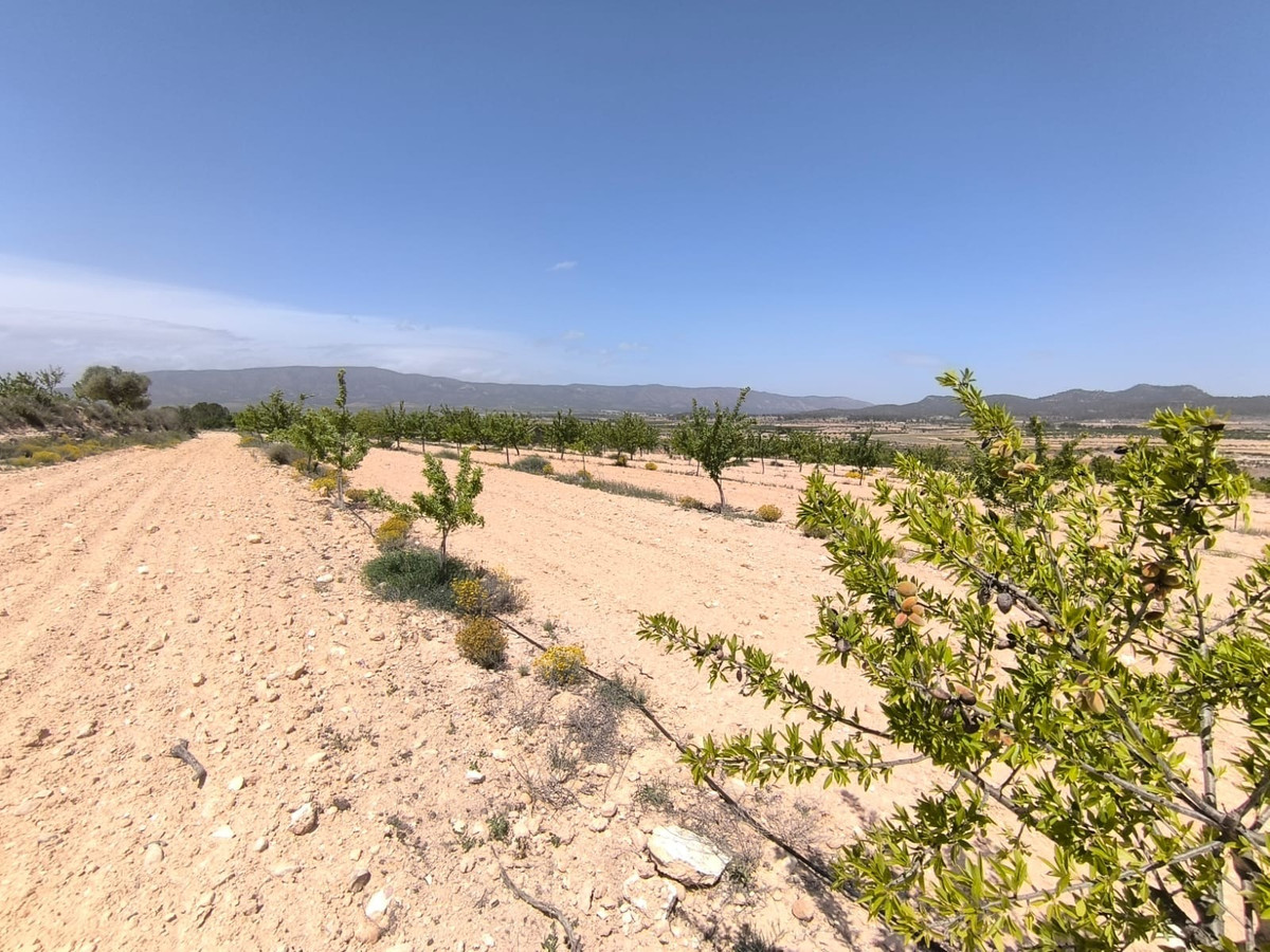 Plots for sale in Monóvar Costa Blanca, Alicante, Spain