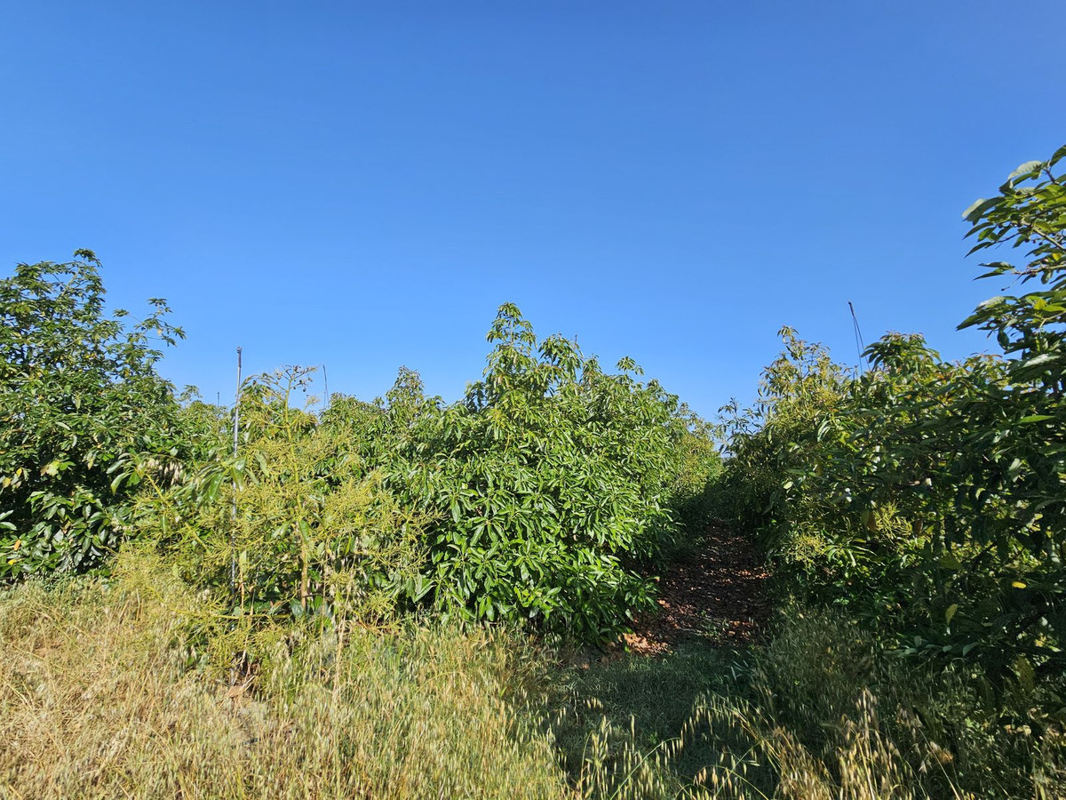 Se vende Granja de 1 dormitorios en Costa Del Sol, Cadiz, España