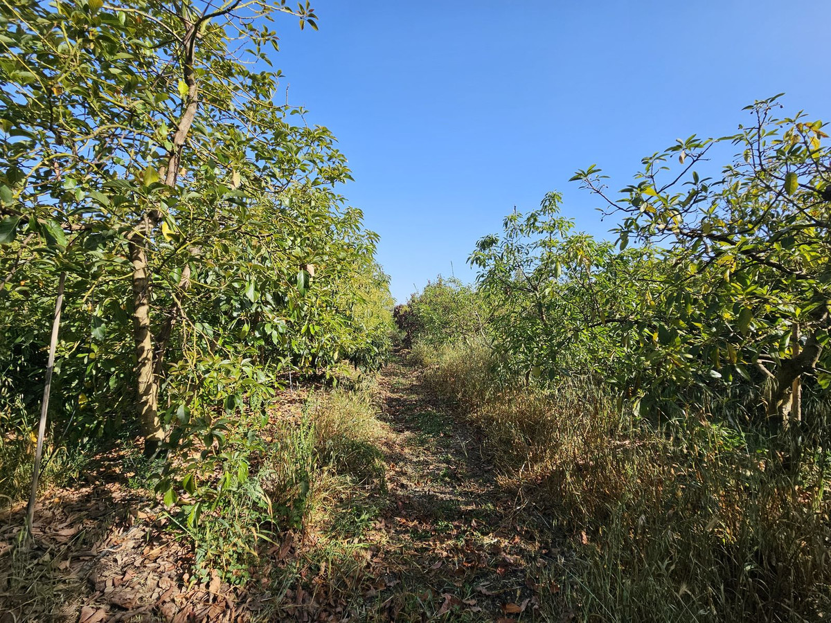 Se vende Granja de 1 dormitorios en Costa Del Sol, Cadiz, España