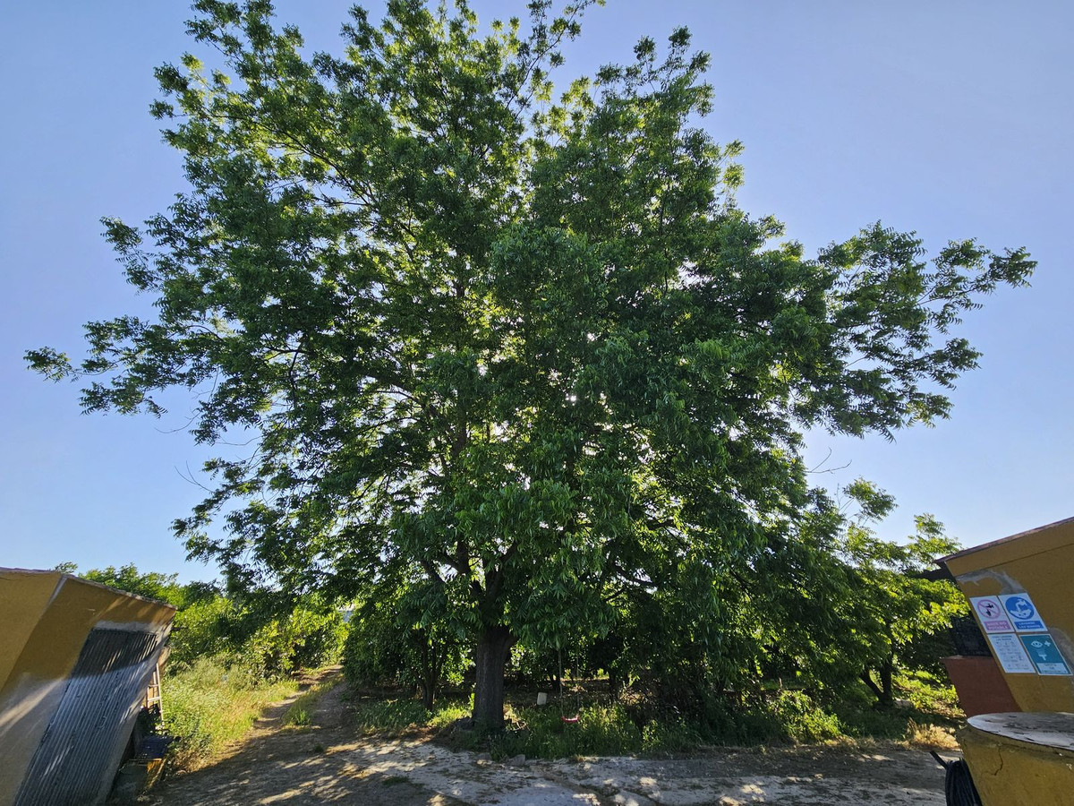 Se vende Granja de 1 dormitorios en Costa Del Sol, Cadiz, España