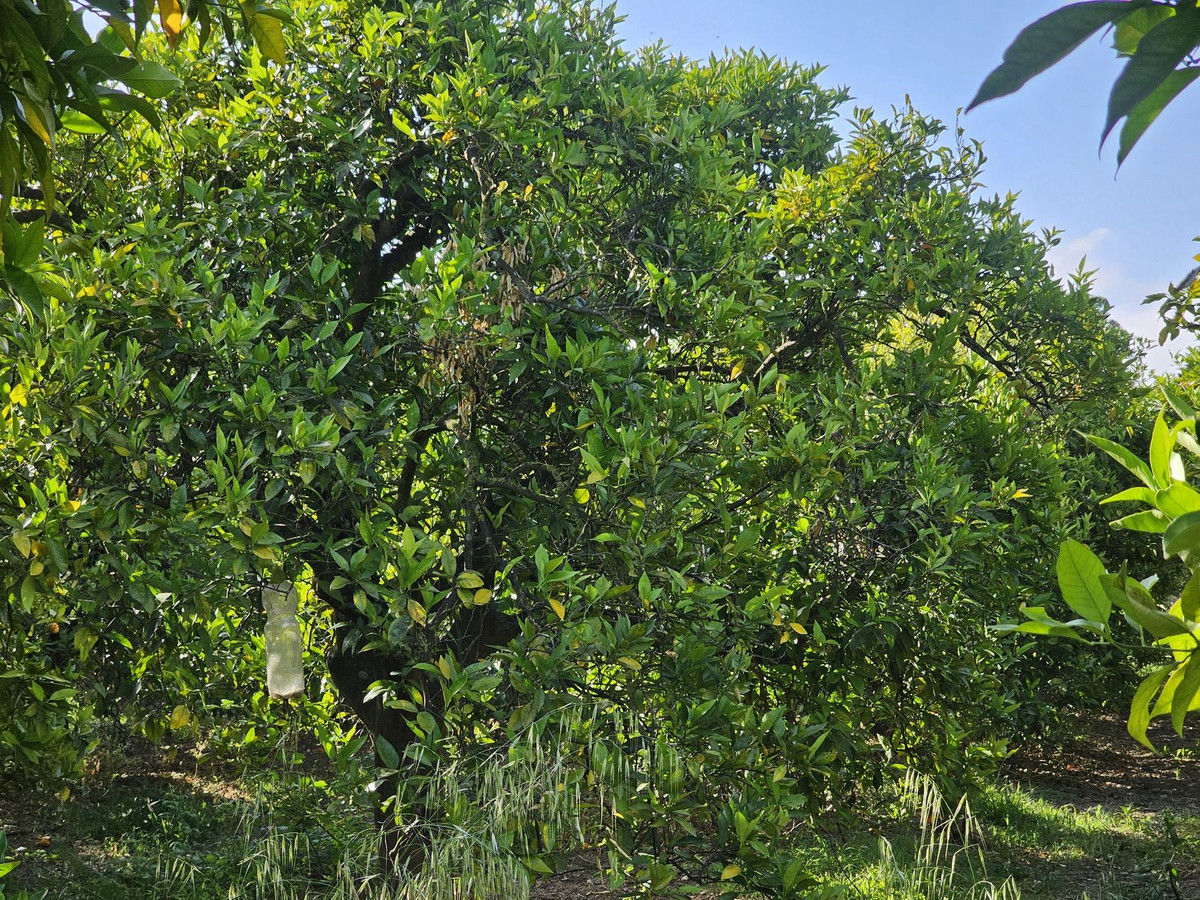 Se vende Granja de 1 dormitorios en Costa Del Sol, Cadiz, España