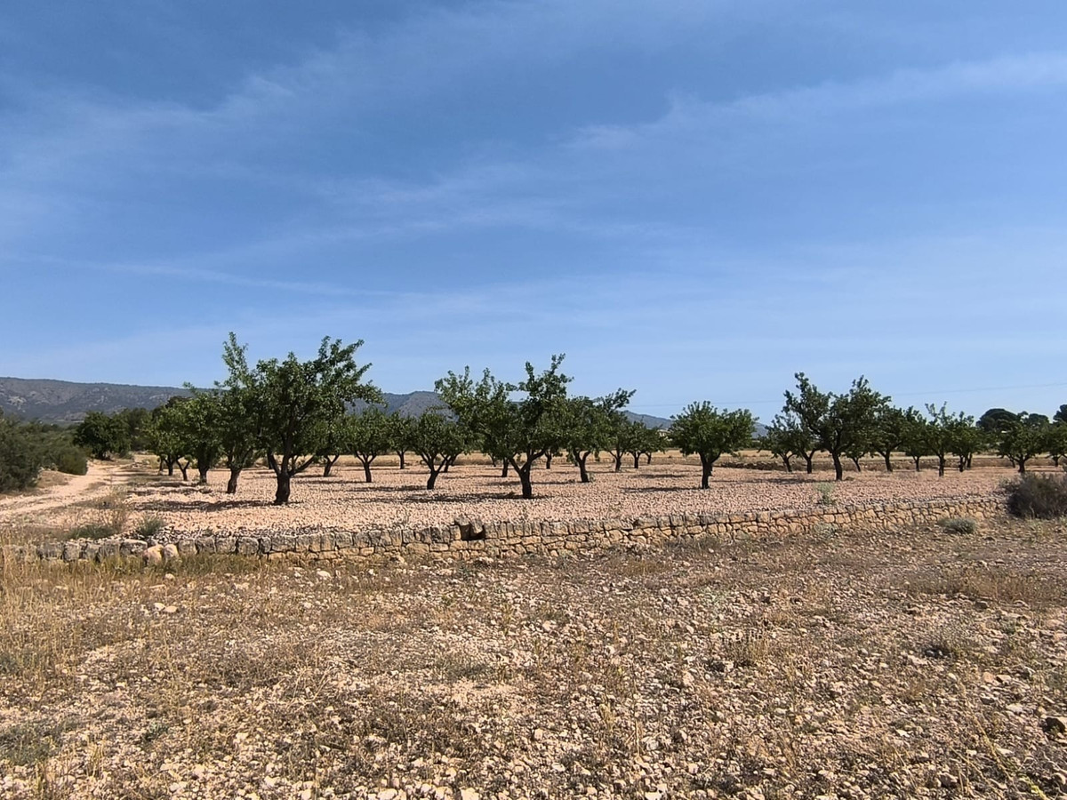 Se vende Terreno Rustico  en Costa Blanca, Alicante, España