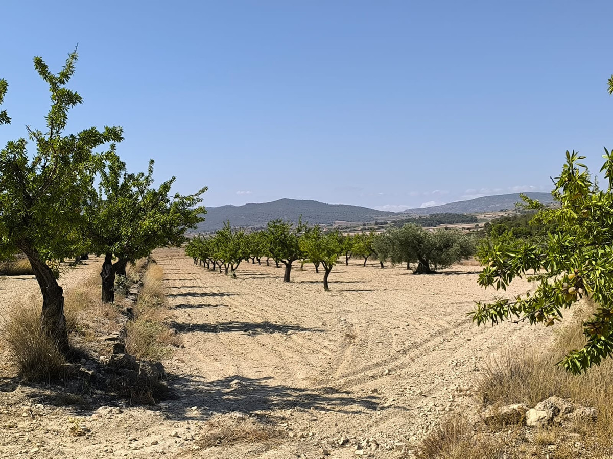 Se vende Terreno Rustico  en Costa Blanca, Alicante, España