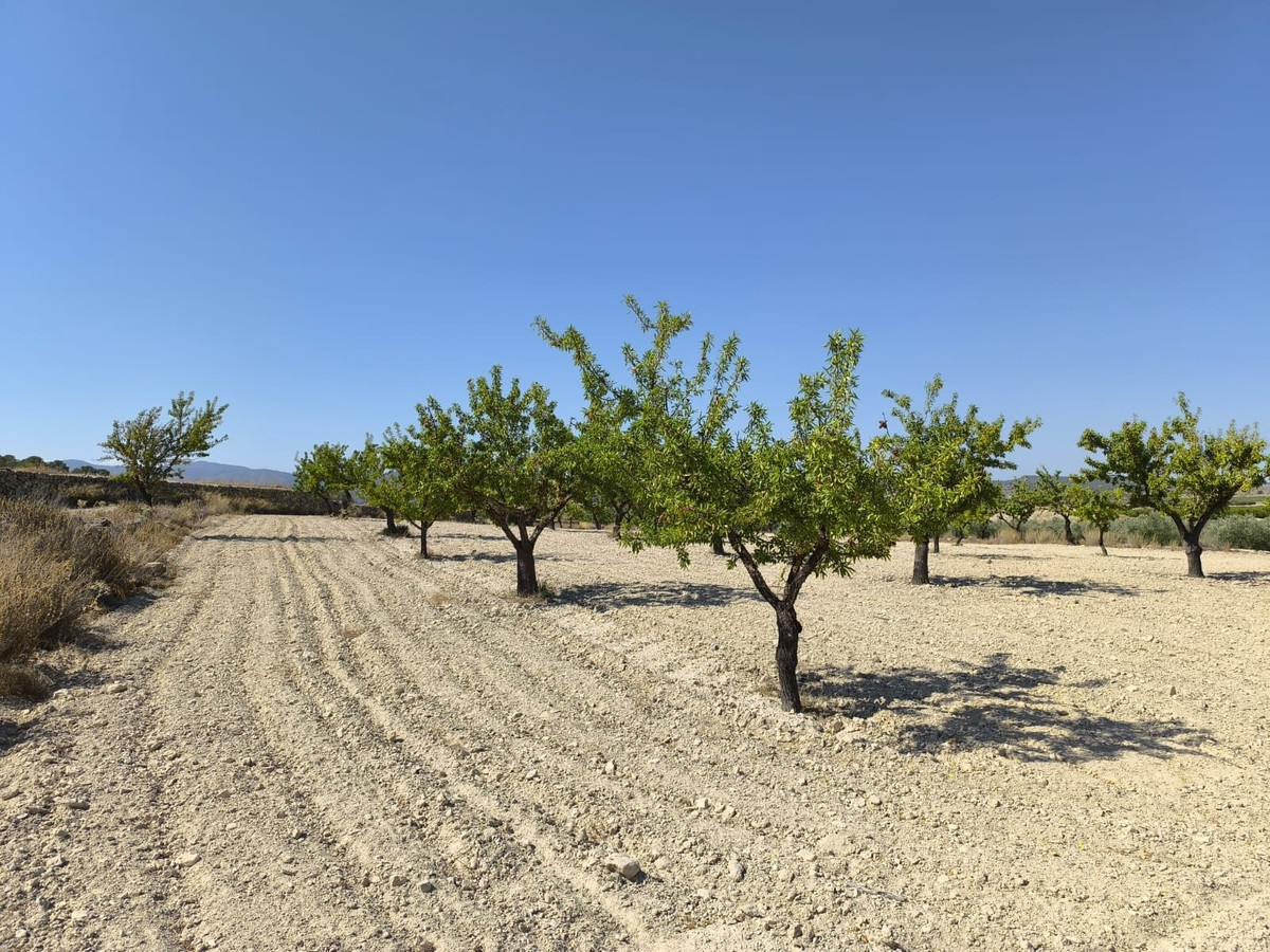 Se vende Terreno Rustico  en Costa Blanca, Alicante, España