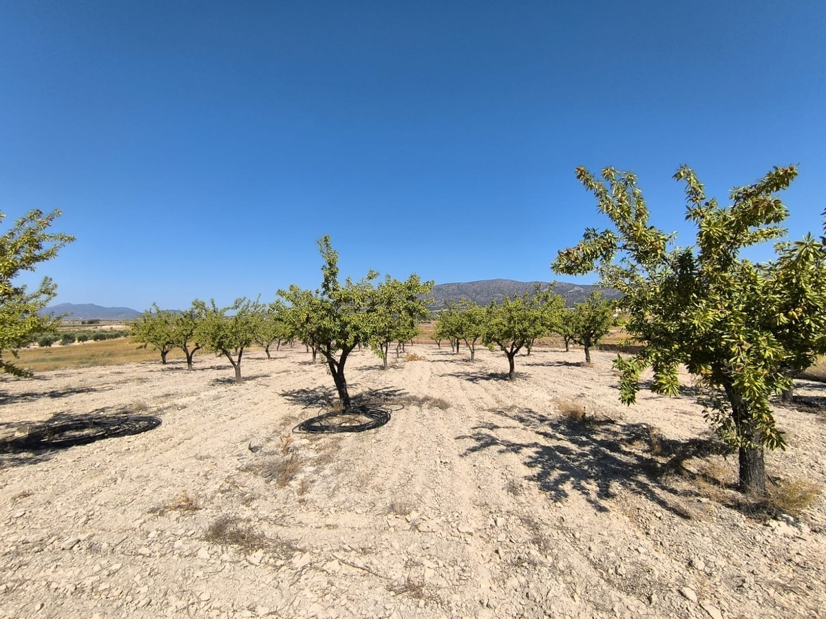 Se vende Terreno Rustico  en Costa Blanca, Alicante, España