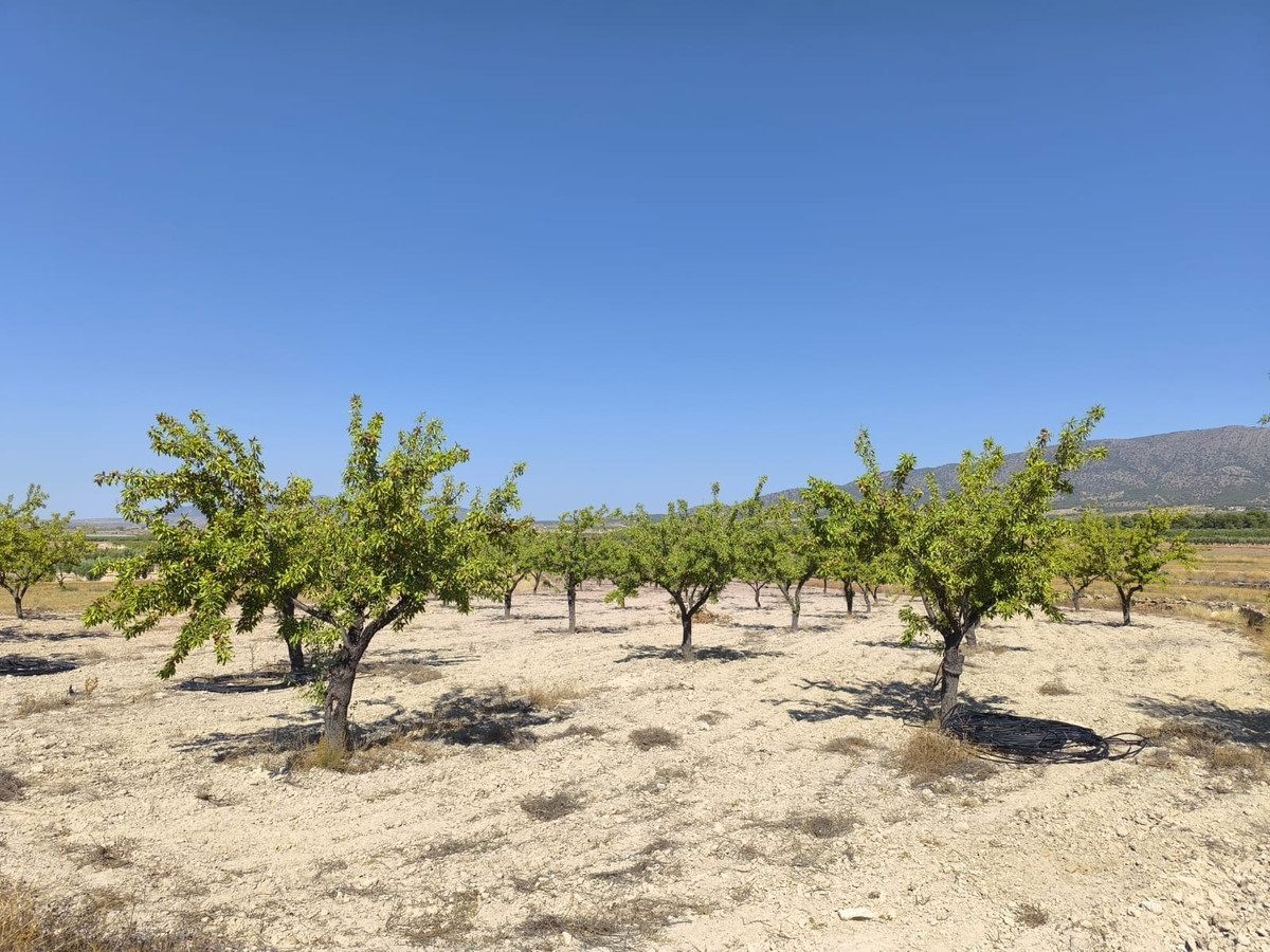Se vende Terreno Rustico  en Costa Blanca, Alicante, España