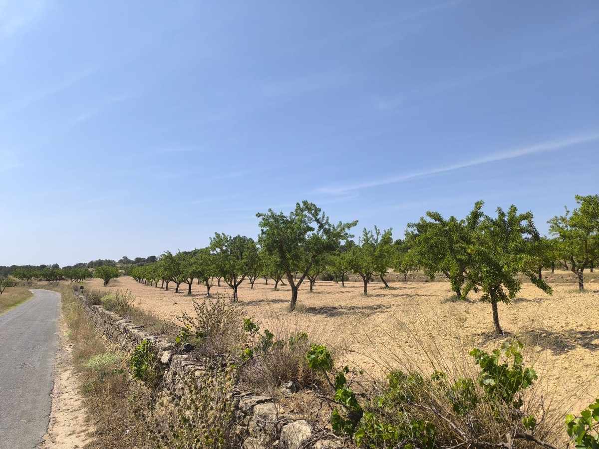 Plots for sale in Monóvar Costa Blanca, Alicante, Spain