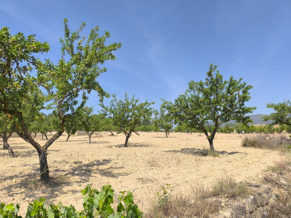Plots for sale in Monóvar Costa Blanca, Alicante, Spain