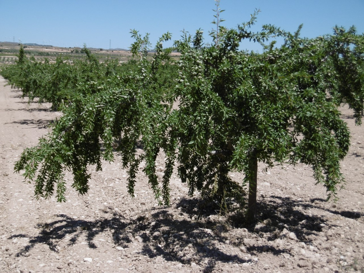Se vende Terreno Rustico  en Costa Calida, Murcia, España