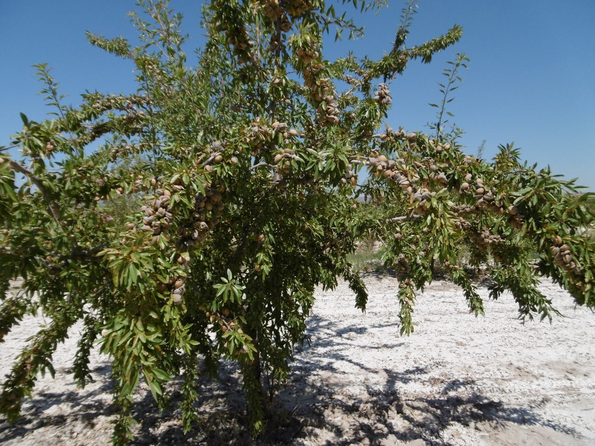 Se vende Terreno Rustico  en Costa Calida, Murcia, España