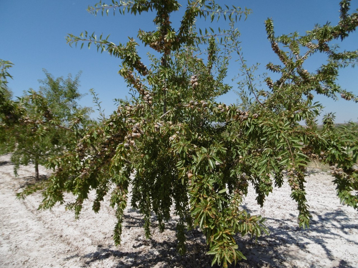 Se vende Terreno Rustico  en Costa Calida, Murcia, España