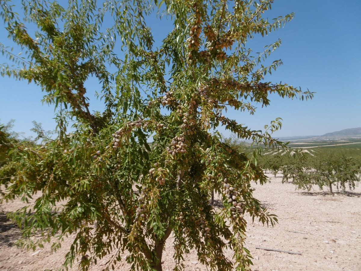 Se vende Terreno Rustico  en Costa Calida, Murcia, España