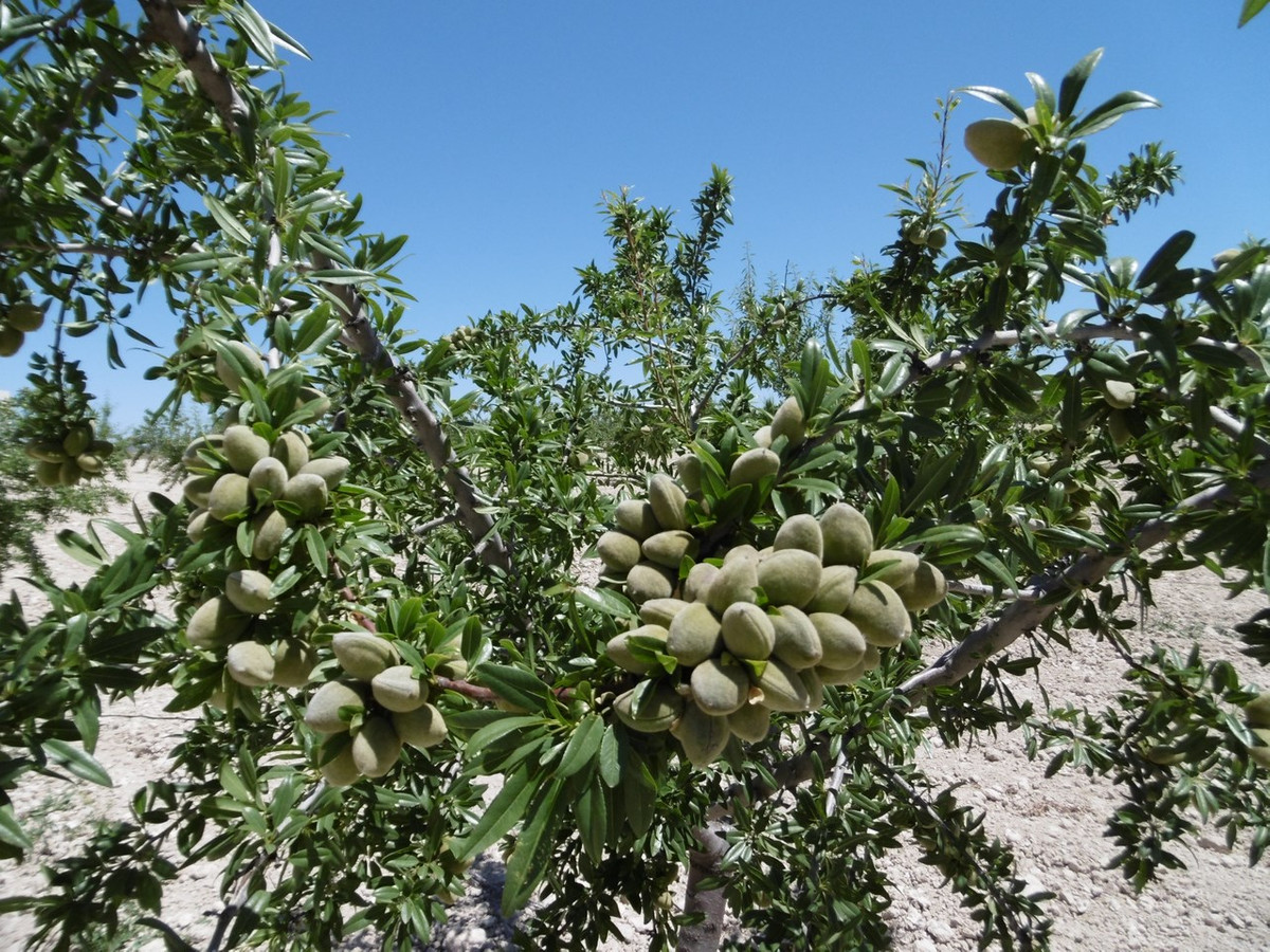 Se vende Terreno Rustico  en Costa Calida, Murcia, España