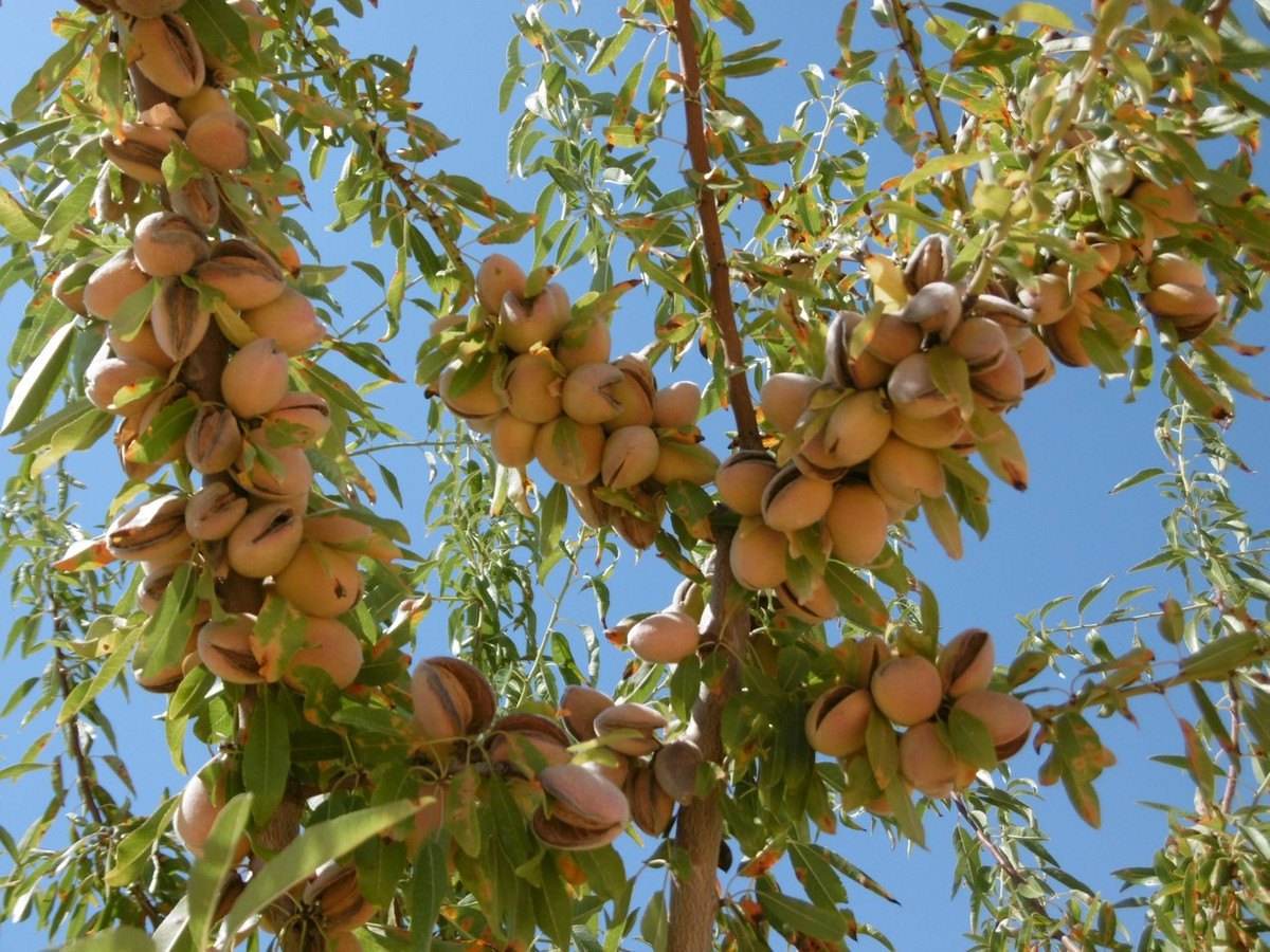 Se vende Terreno Rustico  en Costa Calida, Murcia, España