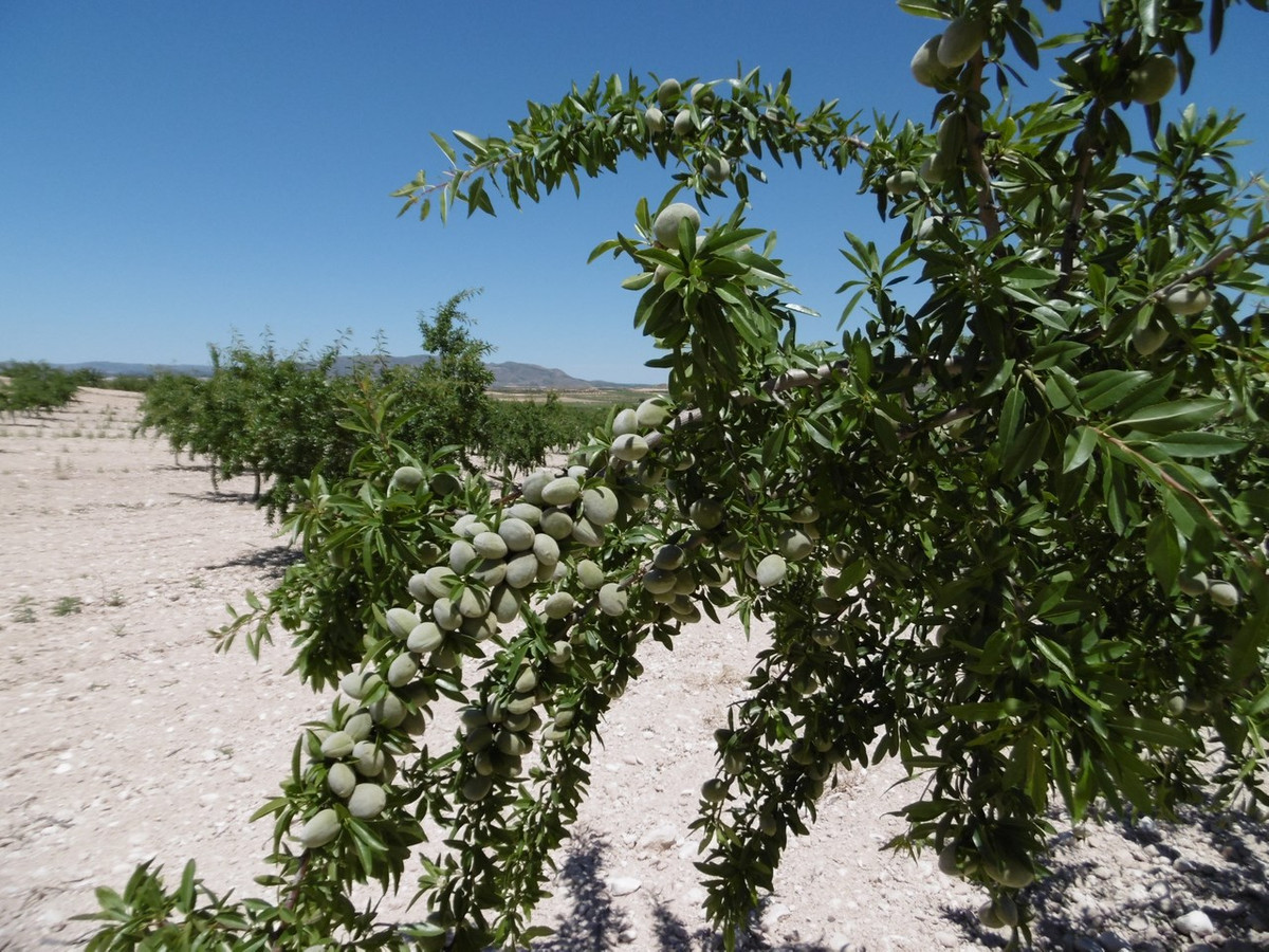 Se vende Terreno Rustico  en Costa Calida, Murcia, España