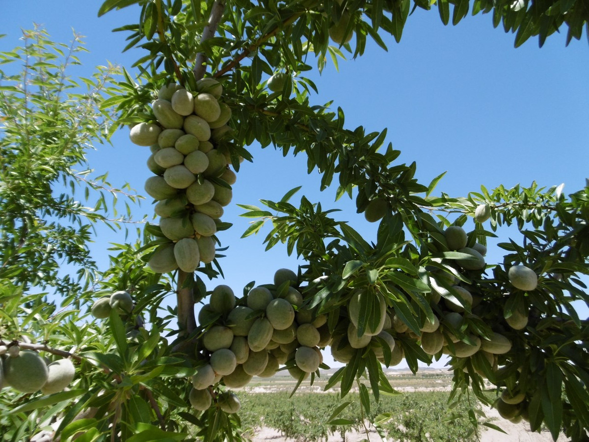 Se vende Terreno Rustico  en Costa Calida, Murcia, España