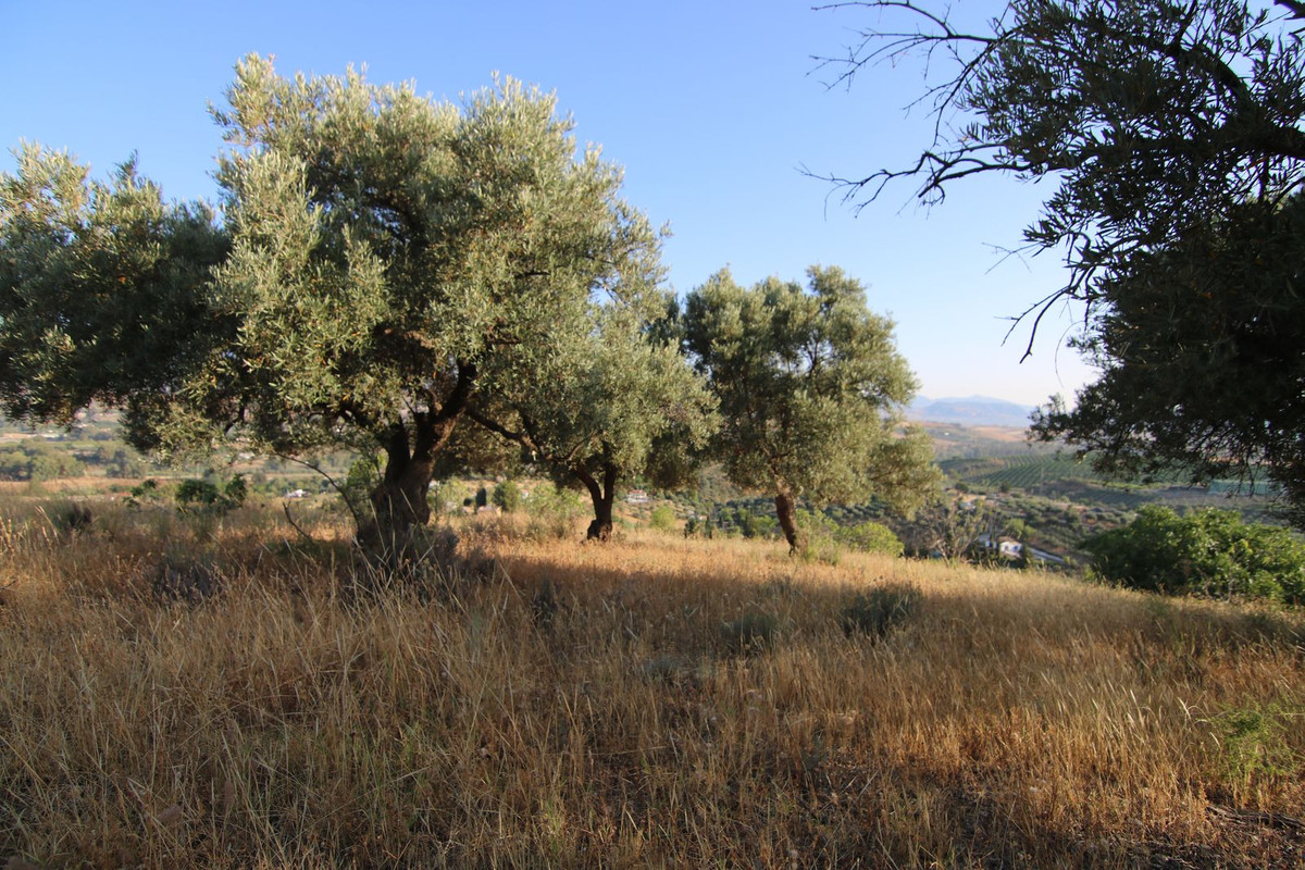 Se vende Terreno Rustico  en Costa Del Sol, Málaga, España