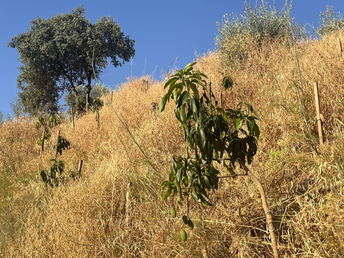 Se vende Terreno Rustico  en Costa Del Sol, Málaga, España