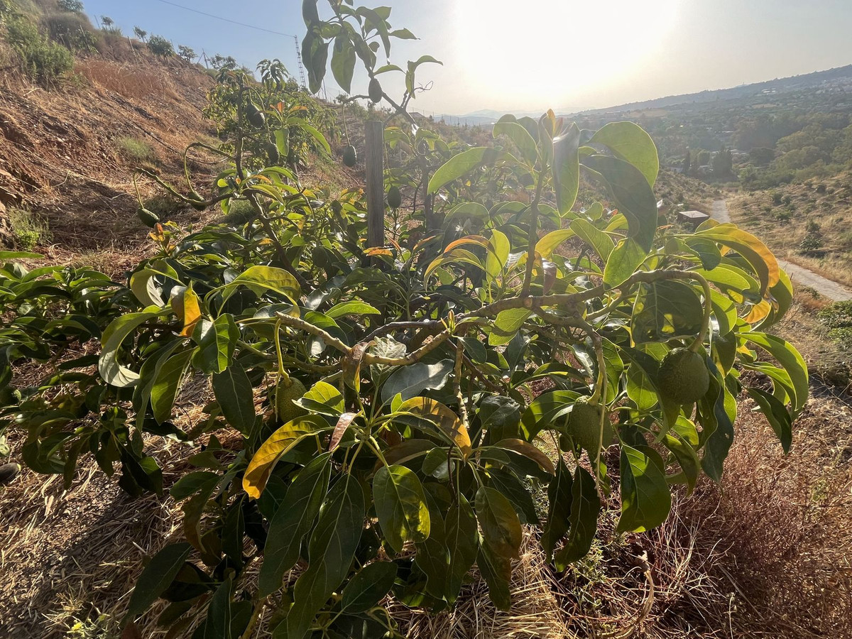 Se vende Terreno Rustico  en Costa Del Sol, Málaga, España