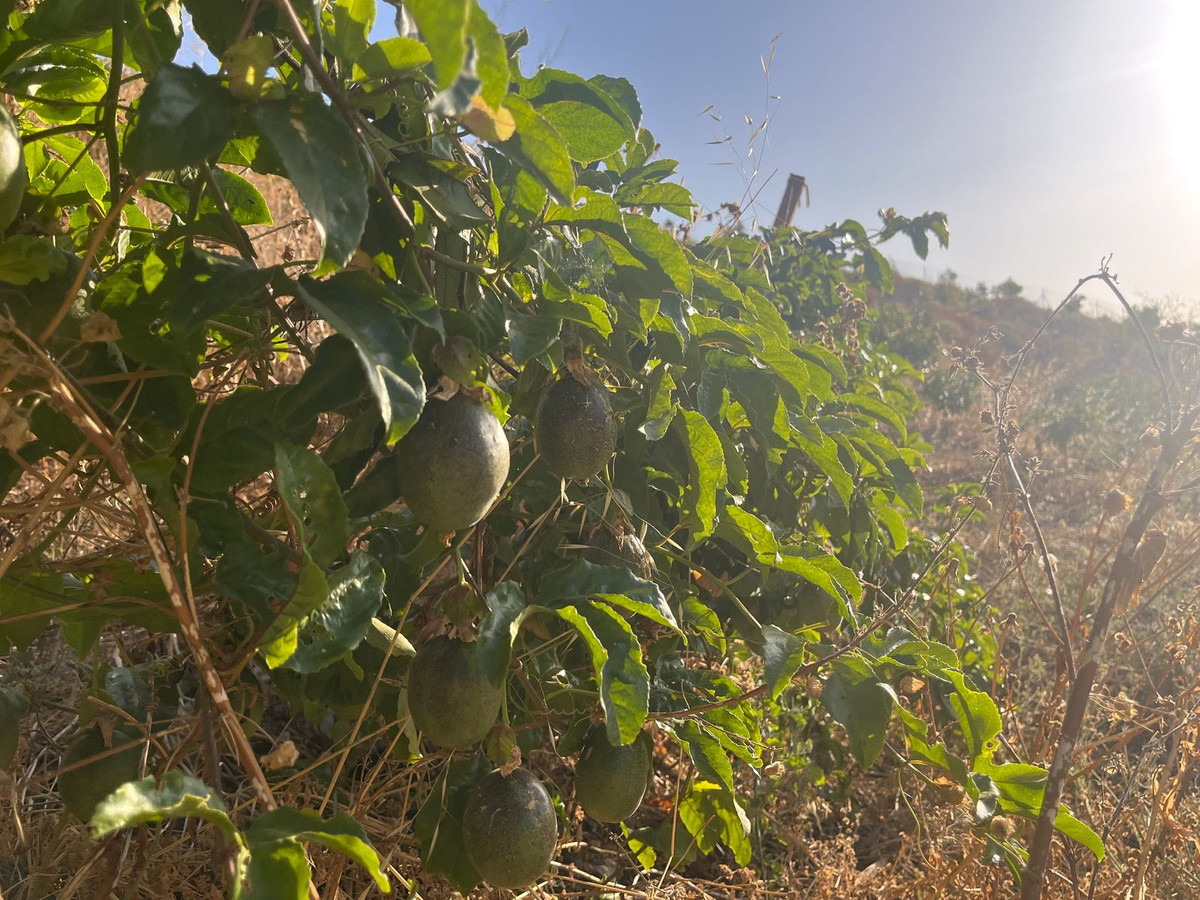 Se vende Terreno Rustico  en Costa Del Sol, Málaga, España