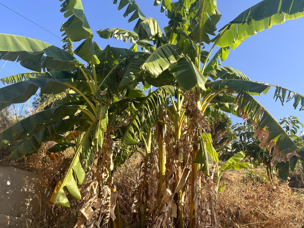Se vende Terreno Rustico  en Costa Del Sol, Málaga, España