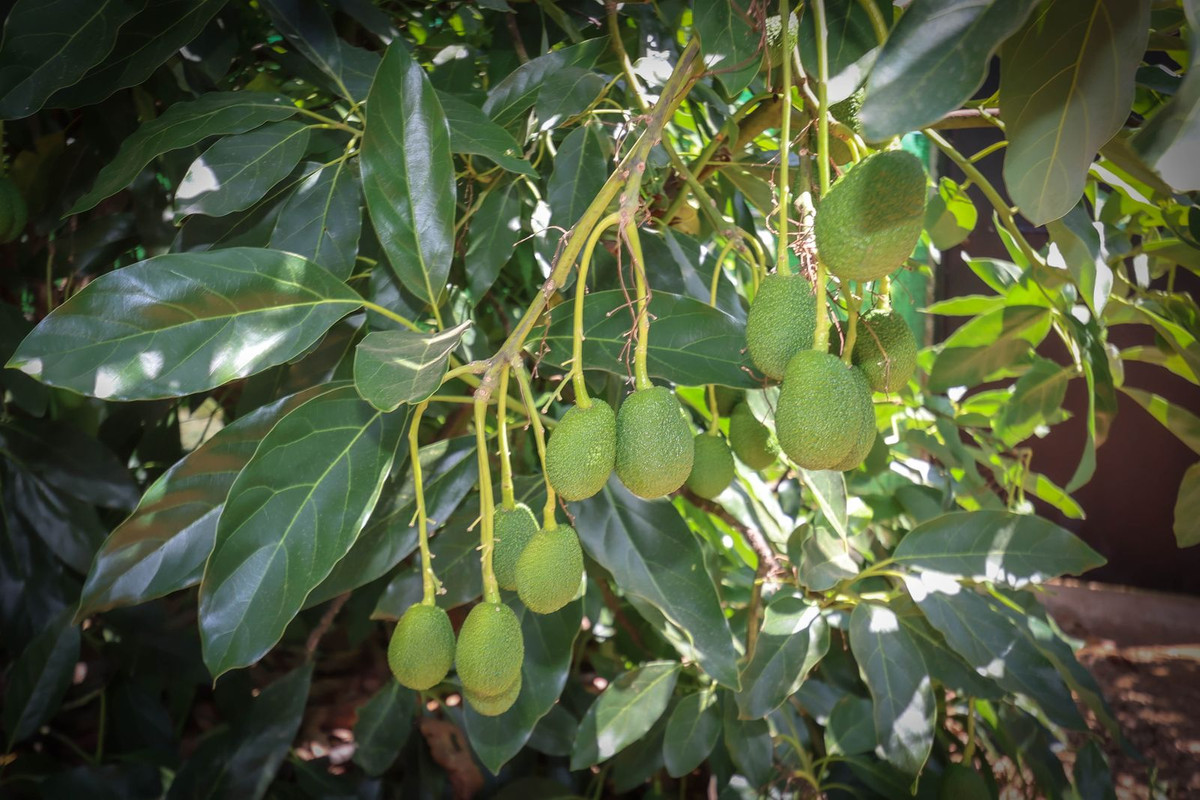 Se vende Granja de 1 dormitorios en Costa Del Sol, Málaga, España