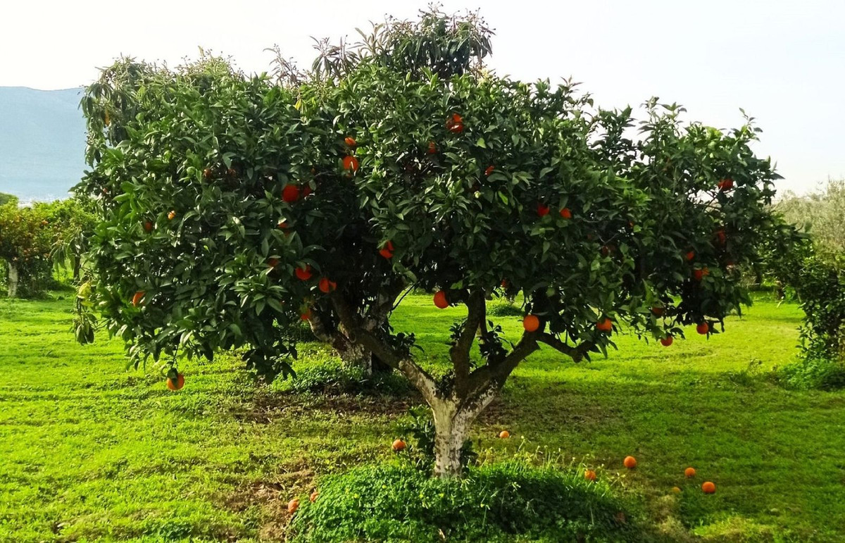 Se vende Terreno Rustico  en Costa Del Sol, Málaga, España