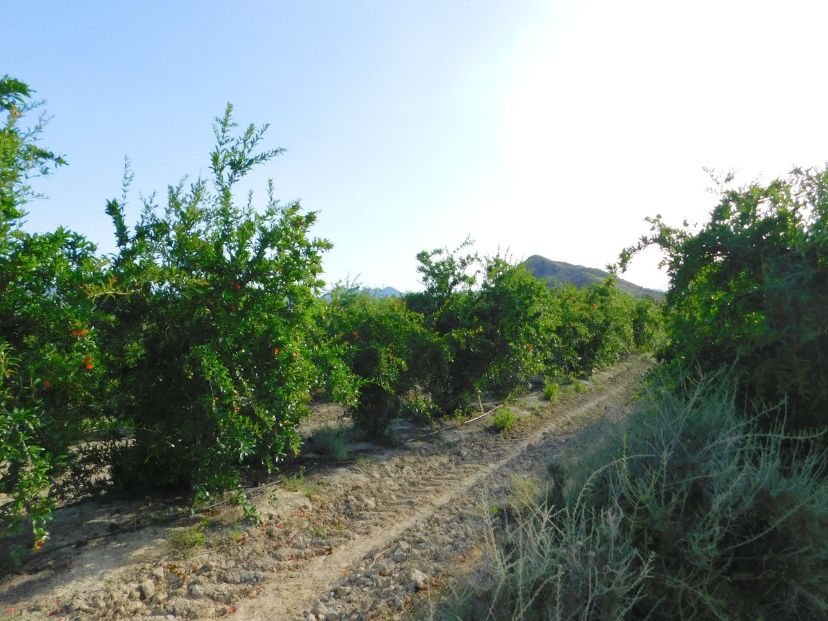 Se vende Terreno Rustico  en Costa Blanca, Alicante, España