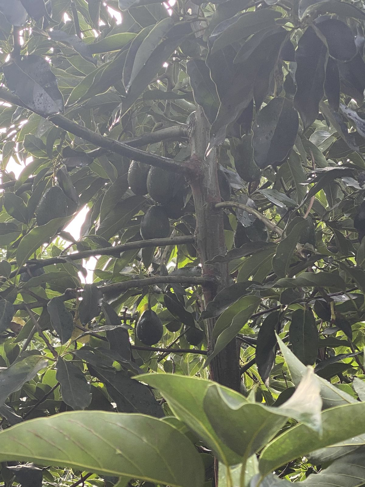Se vende Terreno Rustico  en Costa Del Sol, Cadiz, España