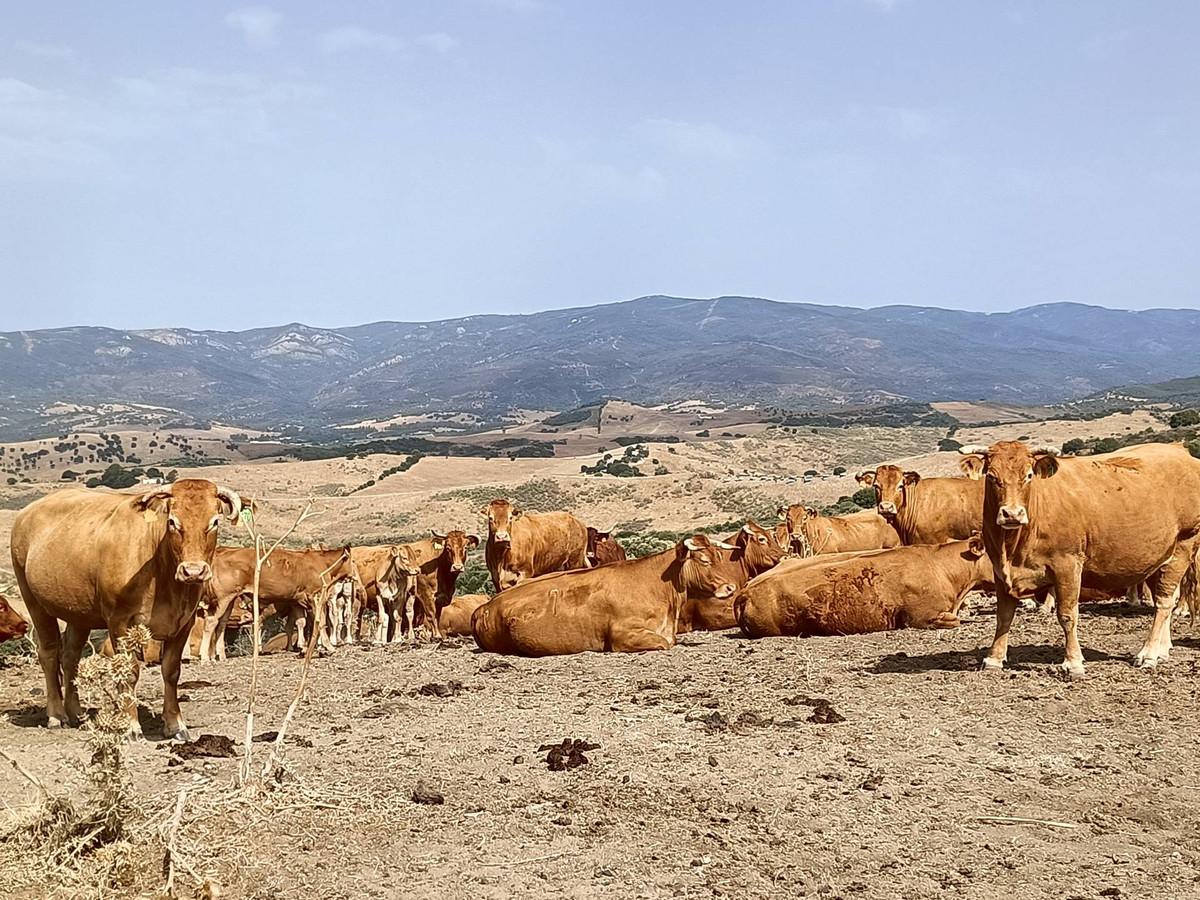 Se vende Granja  en Costa Del Sol, Málaga, España