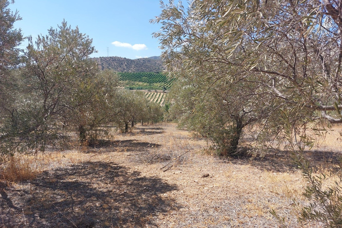 Se vende Terreno Rustico  en Costa Del Sol, Málaga, España