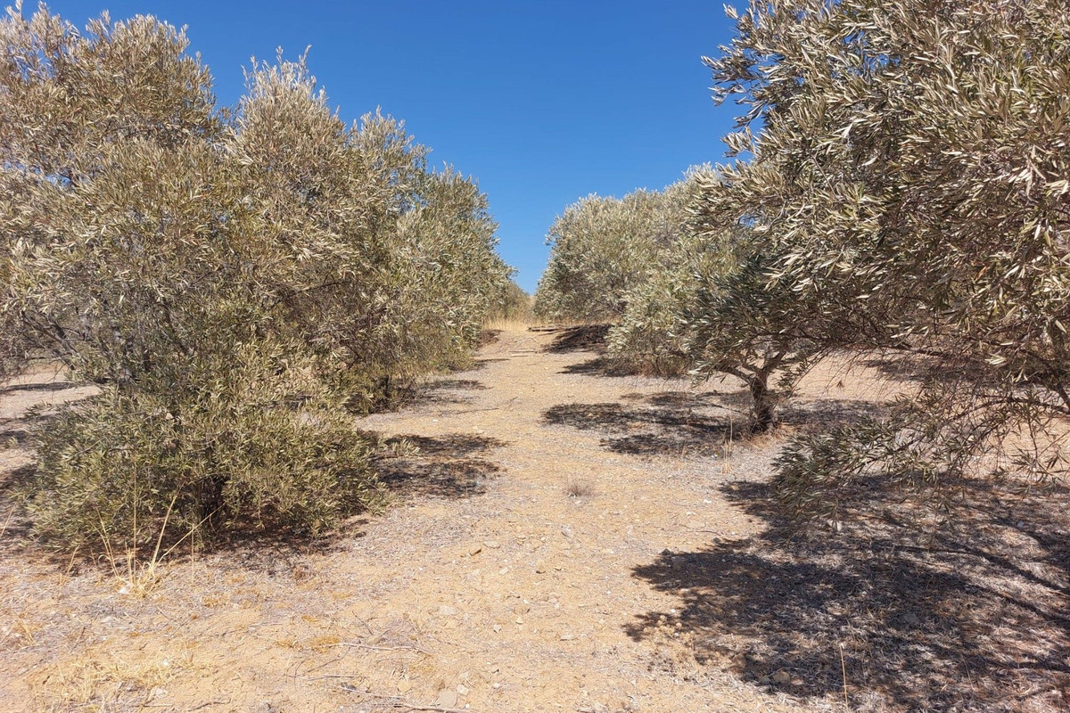 Se vende Terreno Rustico  en Costa Del Sol, Málaga, España