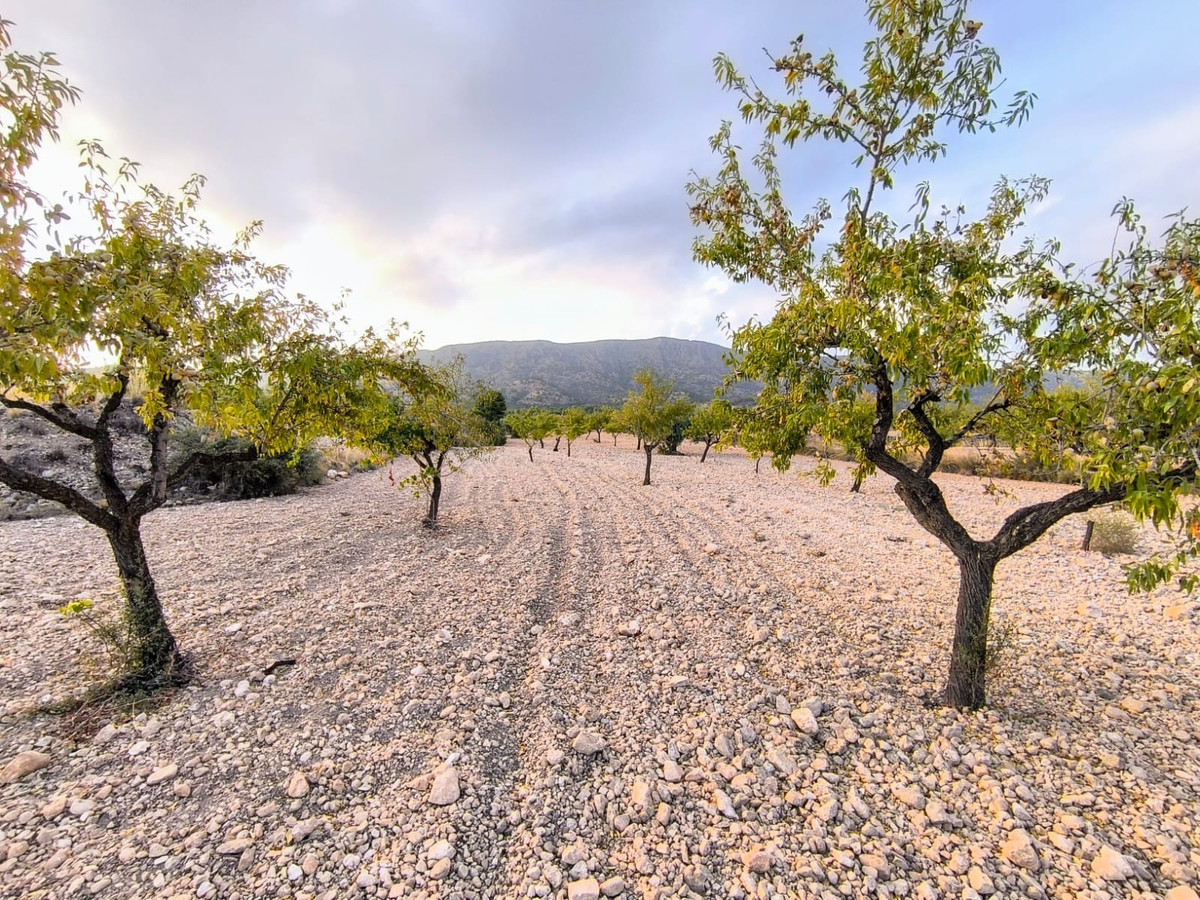 Plots for sale in Pinoso Costa Blanca, Alicante, Spain