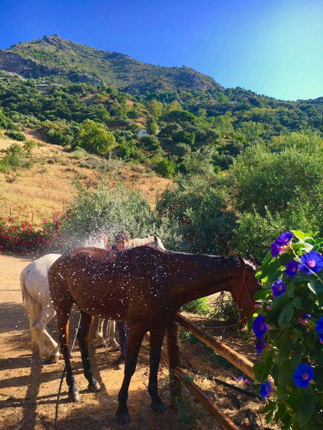 Se vende Finca - Cortijo de 5 dormitorios en Costa Del Sol, Málaga, España
