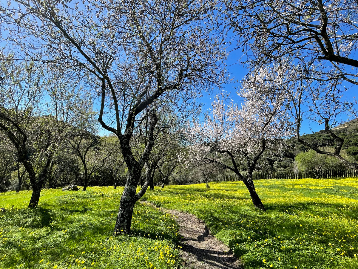 Plots for sale in Casares Costa Del Sol, Málaga, Spain