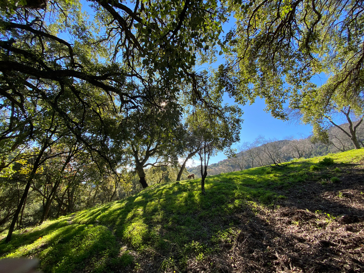 Plots for sale in Casares Costa Del Sol, Málaga, Spain