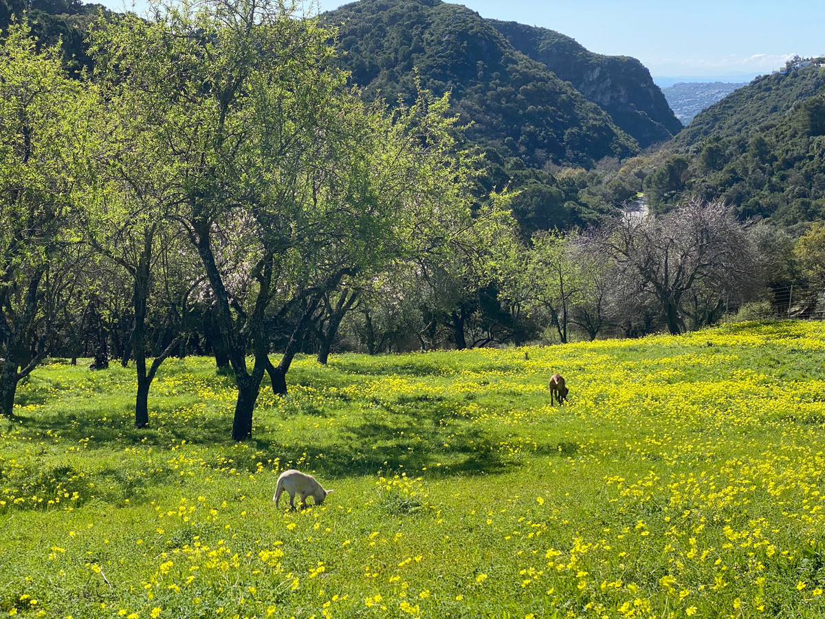 Plots for sale in Casares Costa Del Sol, Málaga, Spain