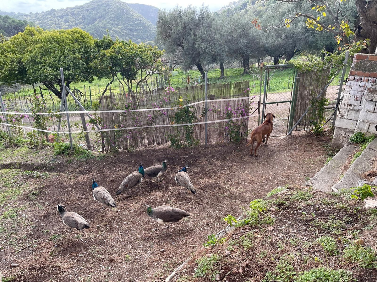 Plots for sale in Casares Costa Del Sol, Málaga, Spain
