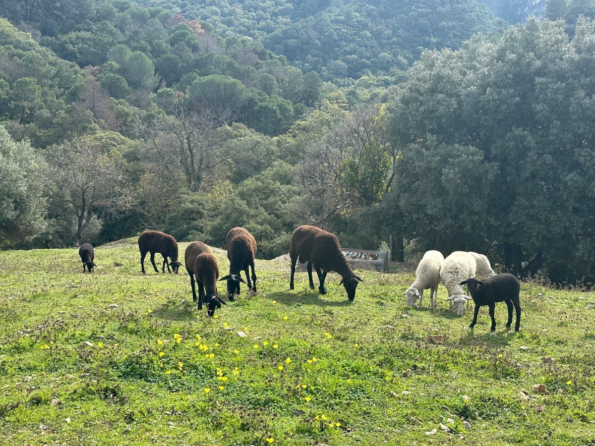 Plots for sale in Casares Costa Del Sol, Málaga, Spain