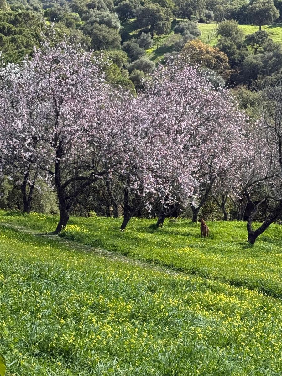Plots for sale in Casares Costa Del Sol, Málaga, Spain