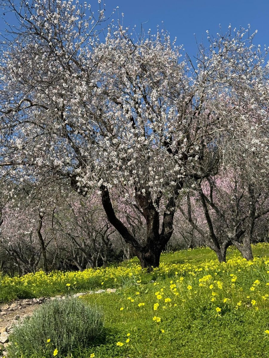 Plots for sale in Casares Costa Del Sol, Málaga, Spain