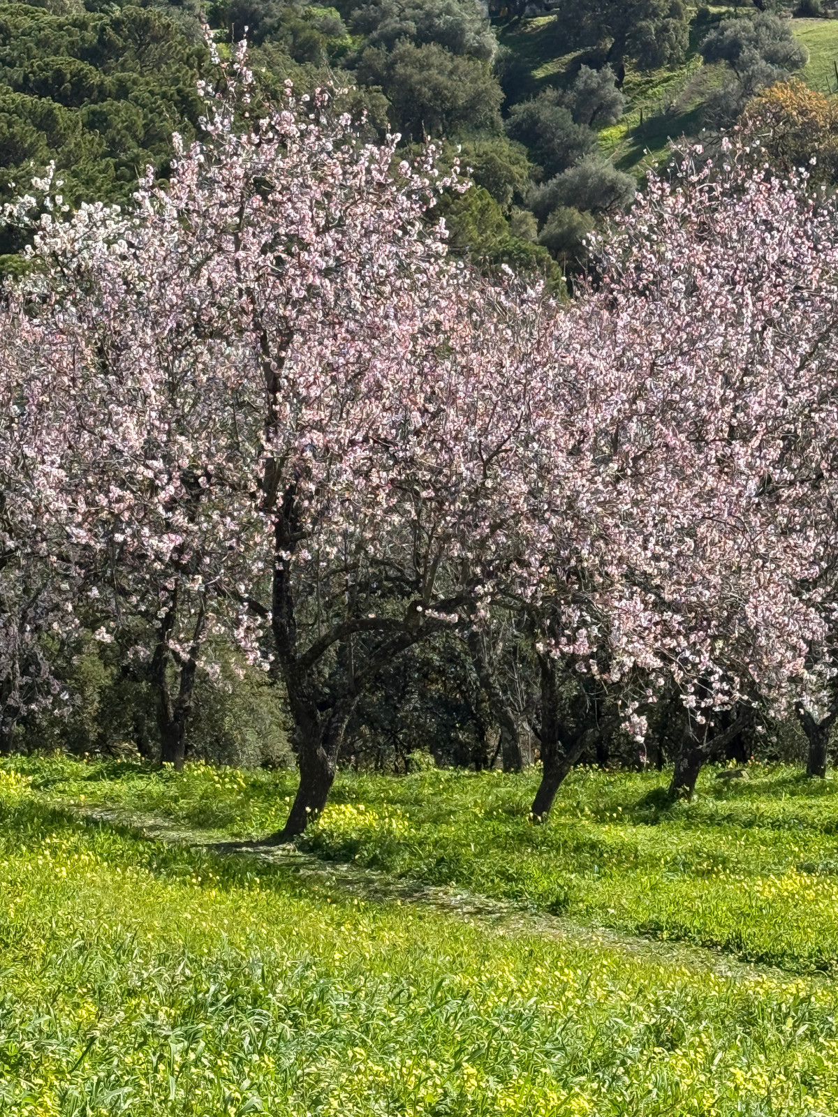 Plots for sale in Casares Costa Del Sol, Málaga, Spain