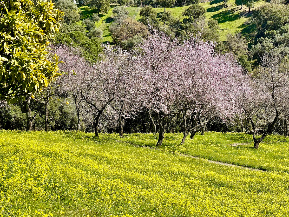 Plots for sale in Casares Costa Del Sol, Málaga, Spain